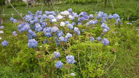 坪井近隣公園の紫陽花