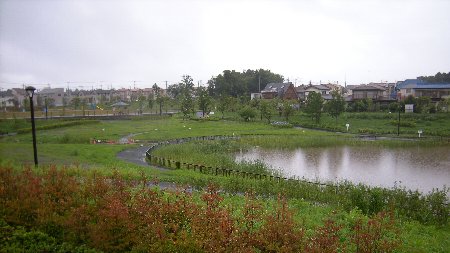 坪井近隣公園 ビオトープ