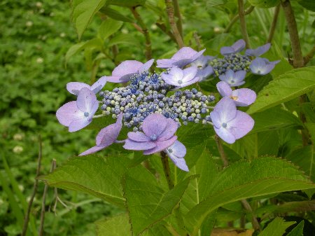 坪井近隣公園の額紫陽花