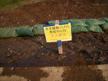 水生植物ミクリ