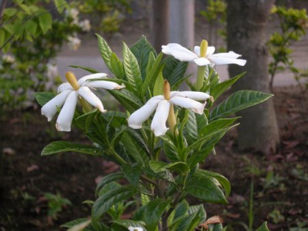 クチナシの花