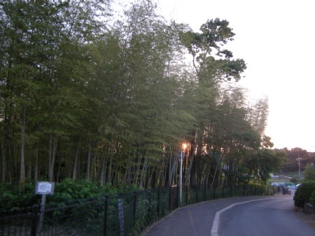 坪井近隣公園の竹林