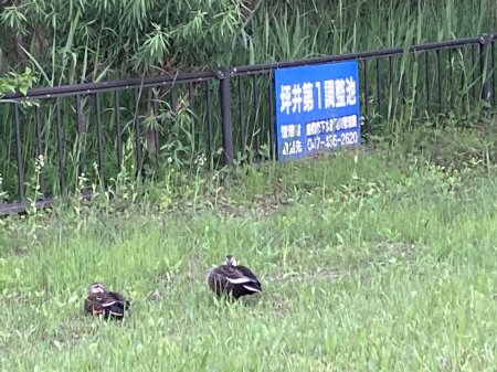 坪井近隣公園 野鳥