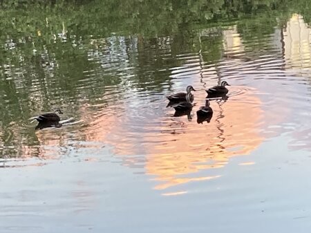 坪井近隣公園 野鳥