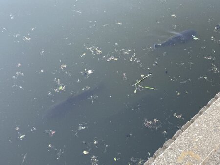 坪井近隣公園 魚
